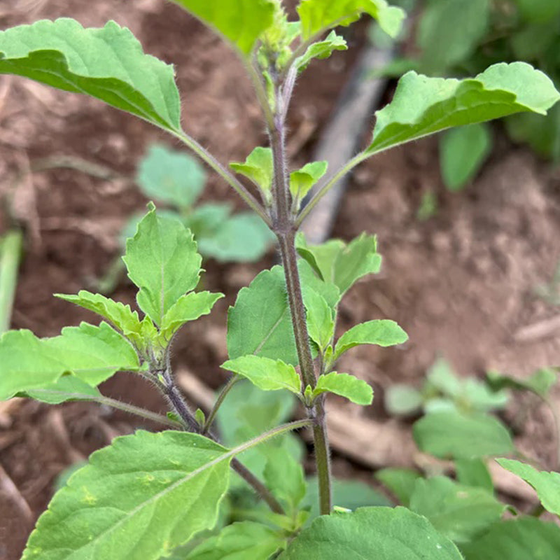 Tulsi / Albahaca sagrada: Rama