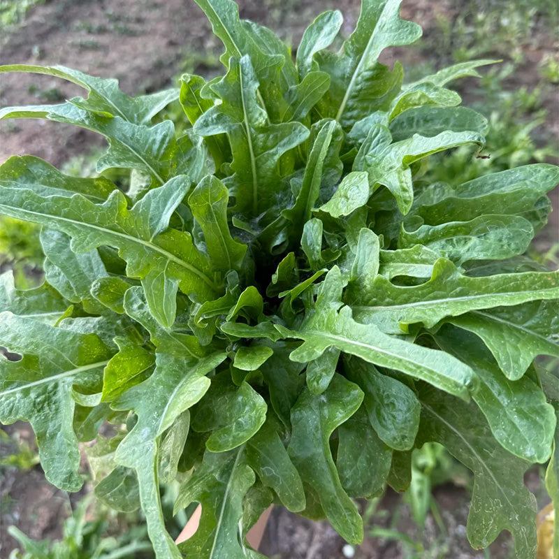 Green Oakleaf Cutting Lettuce Seeds