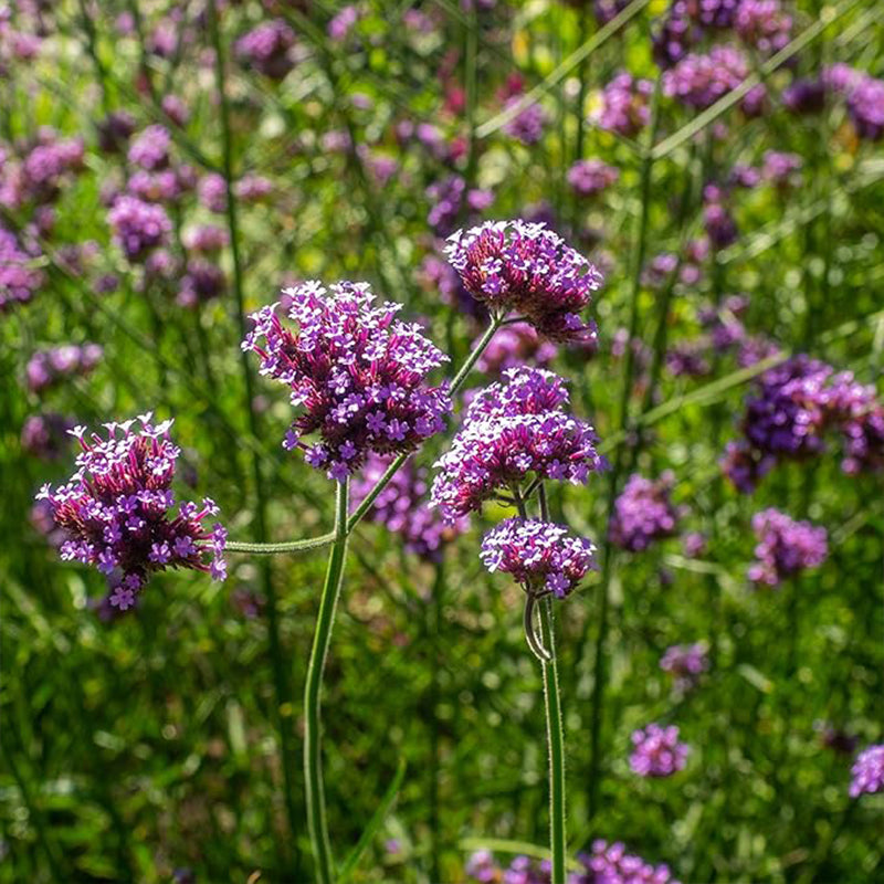 Semillas de flores de verbena bonariensis de hojas moradas perennes para plantar