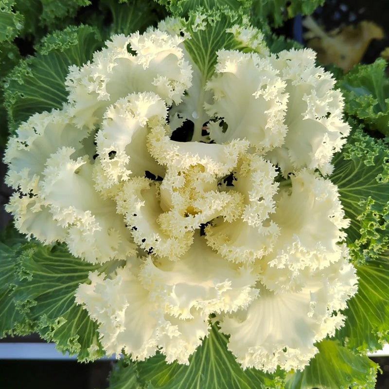 Creamy Lace Ornamental Kale Seeds