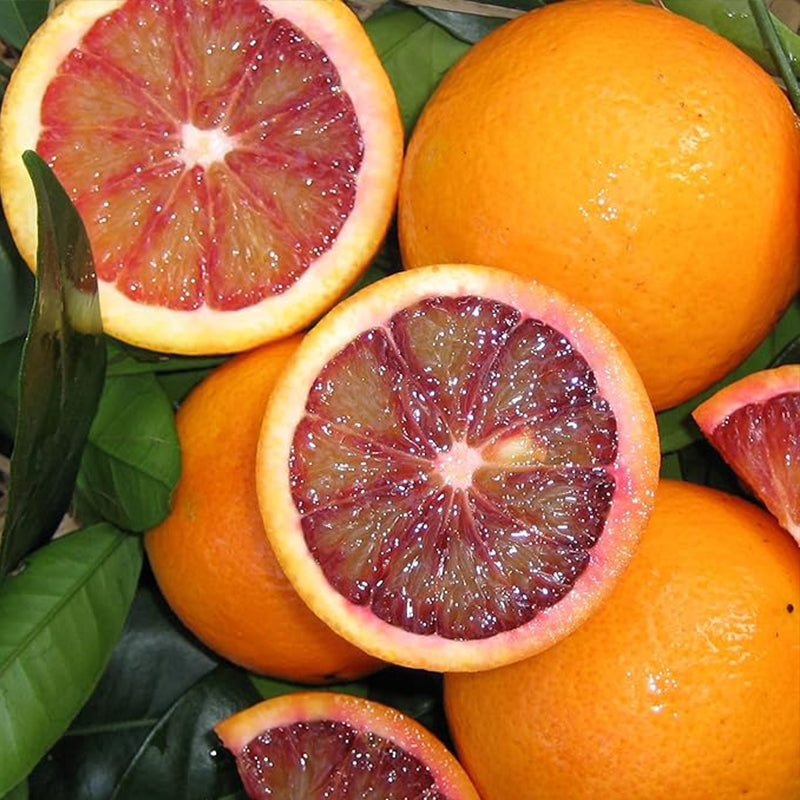 Semillas de árbol de naranja sanguina de rápido crecimiento, ricas en vitamina C, jugosas, sin OGM, para patio, interior y exterior