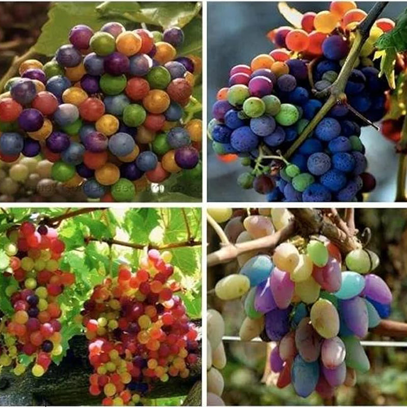 Rainbow Grape Fruit Seed Rare Sweet Fruit Gardening