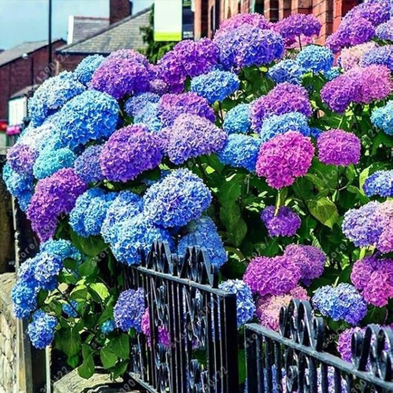 Blue Pink Purple Hydrangea Seeds Stunning and Resilient Perennial Flowers for Your Garden