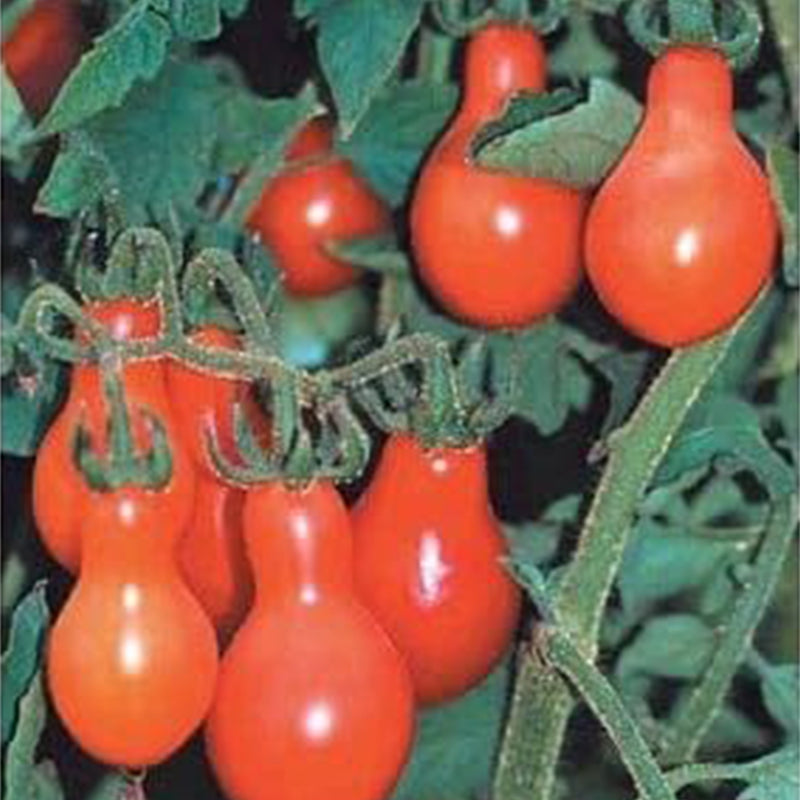 Tomato Red Pear Great Heirloom Garden Vegetable
