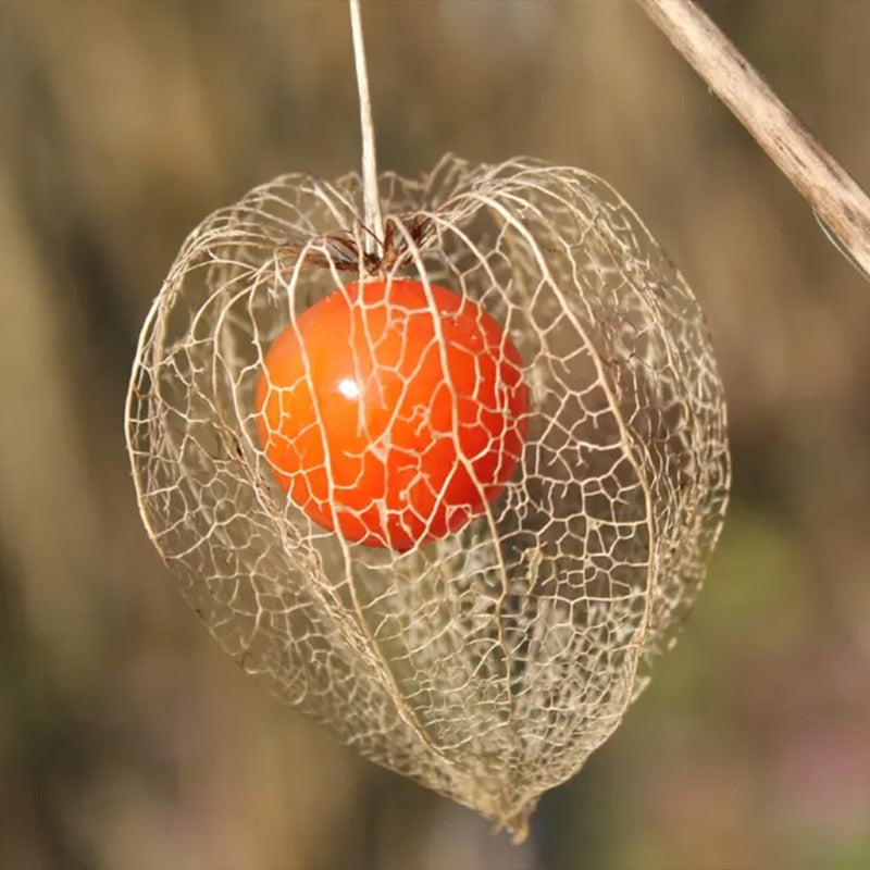 Physalis alkekengi,Strawberry groundcherry,Winter Ground Cherry - Chinese Lantern Seeds
