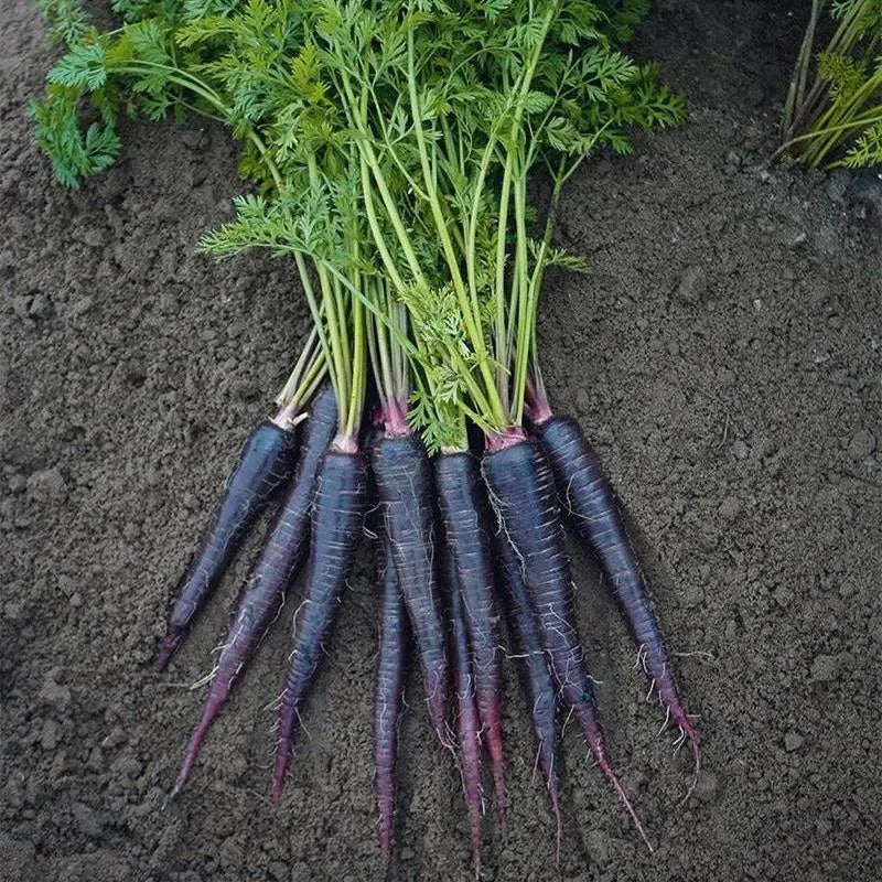 Carrot Deep Purple F1