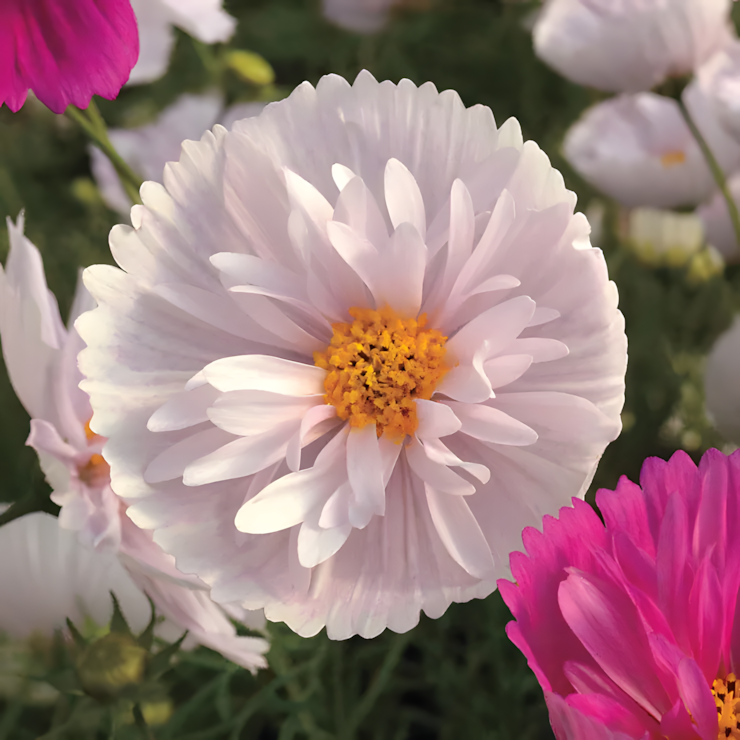 Cosmos bipinnatus 'Cupcakes and Saucers Mix' Seeds