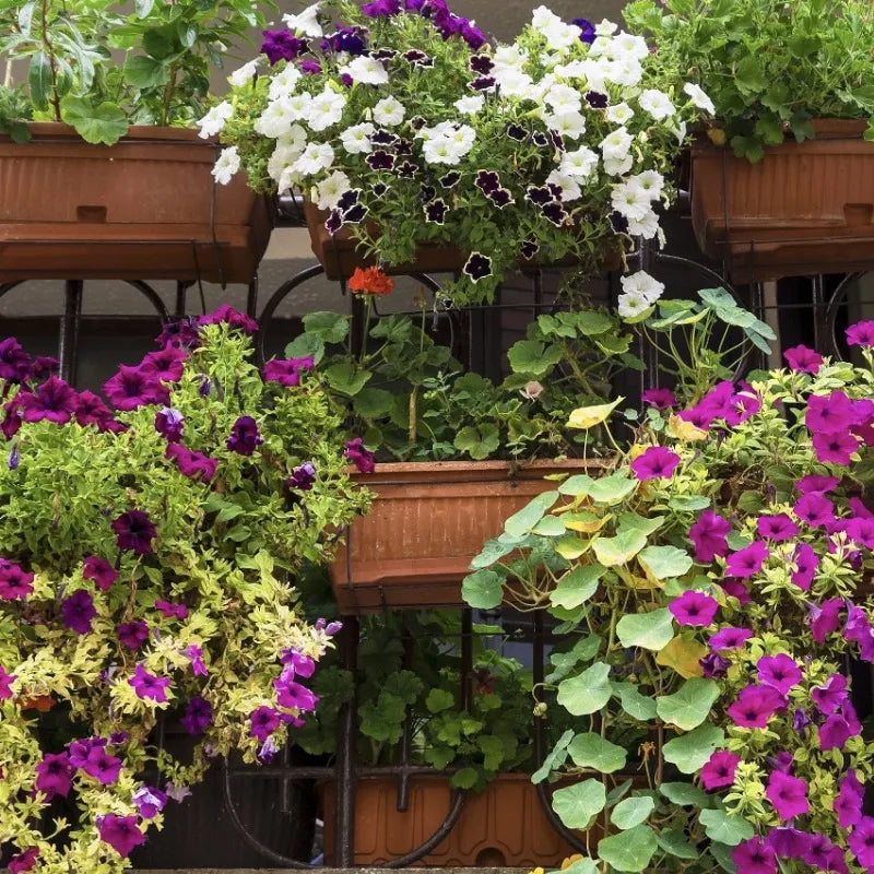 Semillas de Verónica Mix para turismo