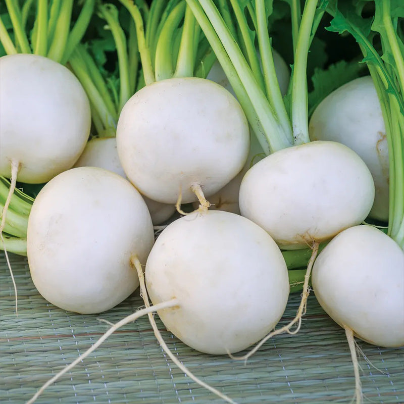 Turnip, Silky Sweet Hybrid