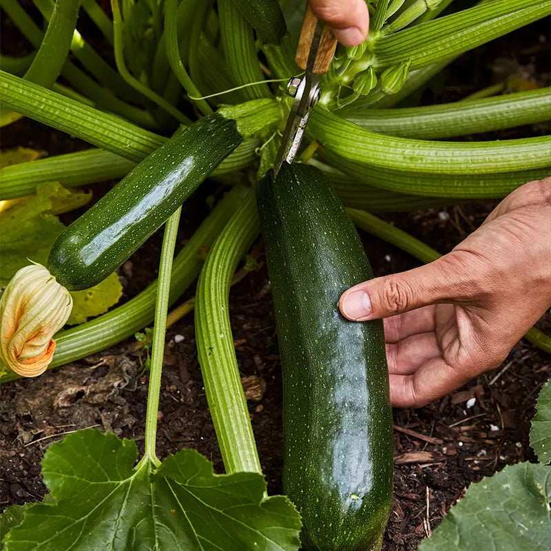 Squash, Summer, Fordhook Zucchini