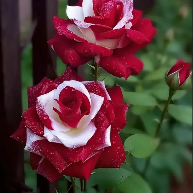 Rosas gemelas raras - Semillas