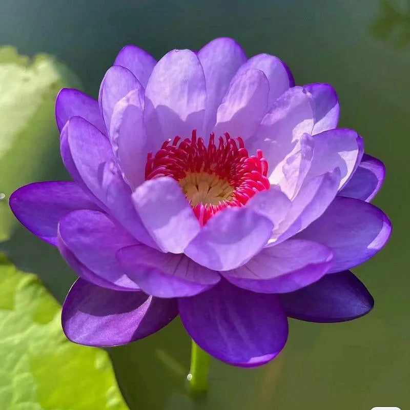 The Sacred Bonsai Lotus Flower