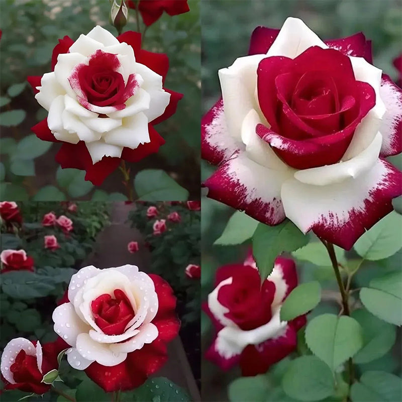Rosas gemelas raras - Semillas