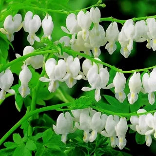 Ocean Bleeding Heart Seeds ~ Dicentra Spectabilis ~ Gifts ~ Grow Your Own ~ Spring Flowers