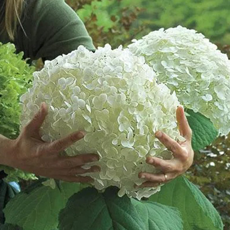 Hydrangea Seed Bonsai Flower Seeds Hydrangea Perennial Garden Home