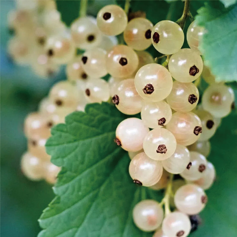 Multicolor Gooseberry Seeds