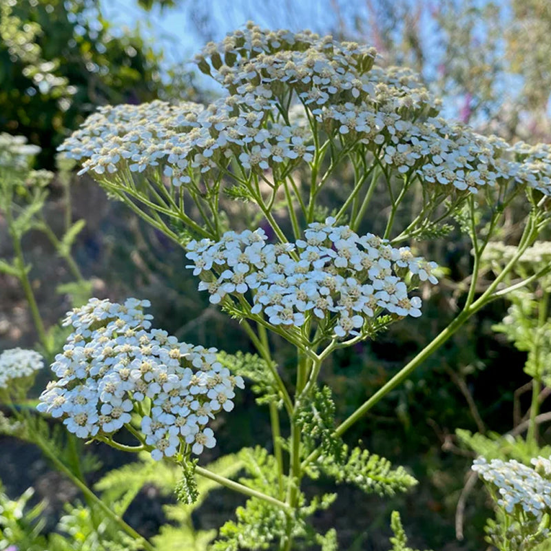 White Yarrow