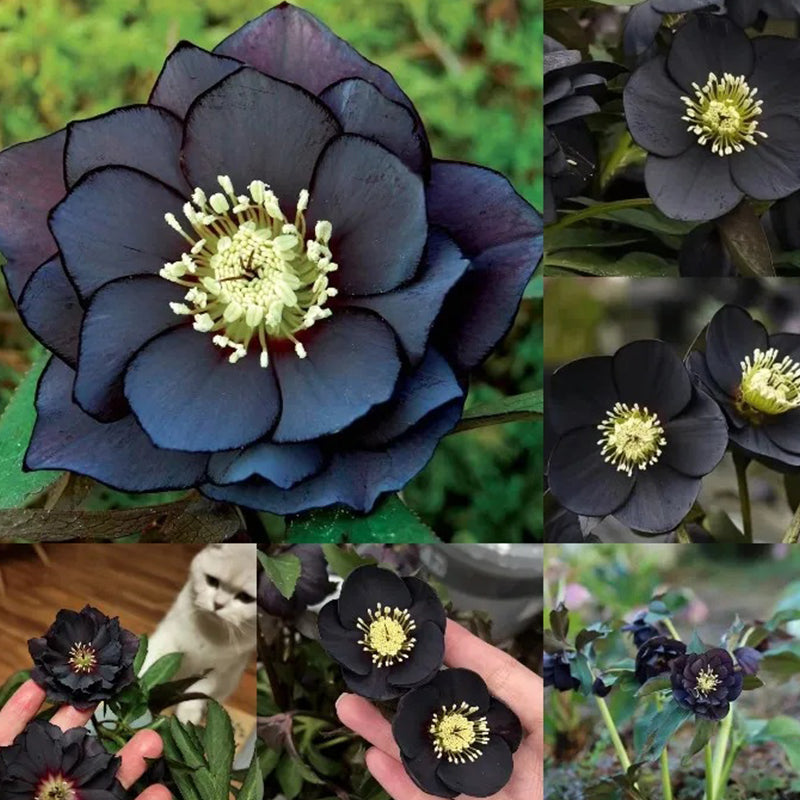 Black Helleborus - Christmas Rose