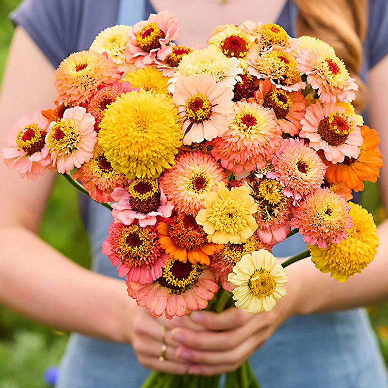 Cresto! Peaches & Cream Zinnia Seeds