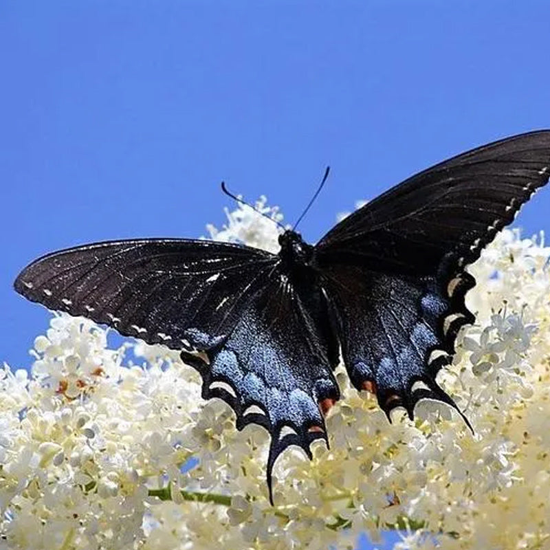 Semillas de arbustos de flores de Buddleia Davidii, arbusto de mariposas de colores variados