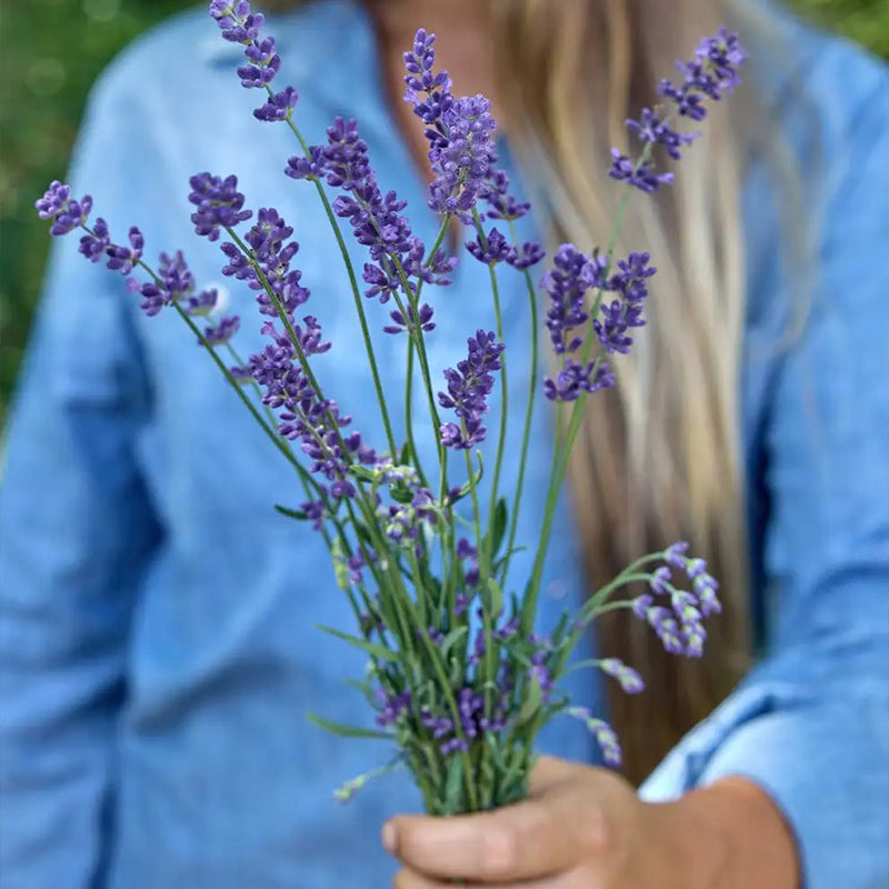 Lavanda, PPAF súper azul