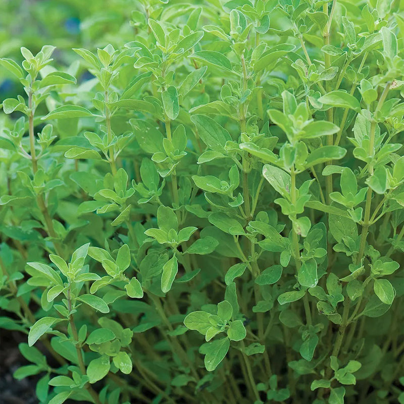 Marjoram, Sweet