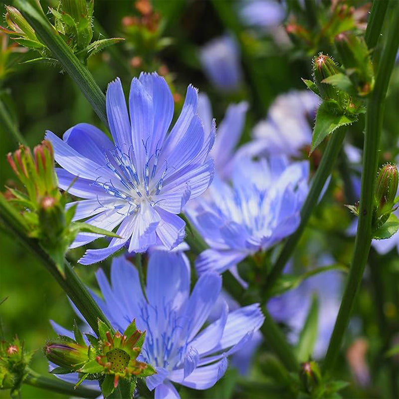 Perennial Chicory Flower Seeds for Planting