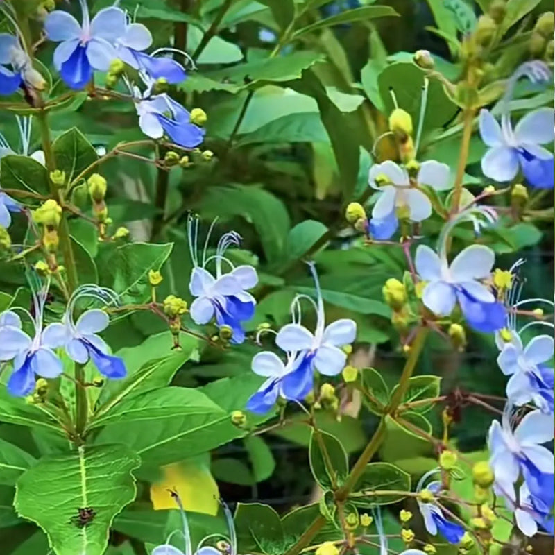 Blue Butterfly Flower Easy