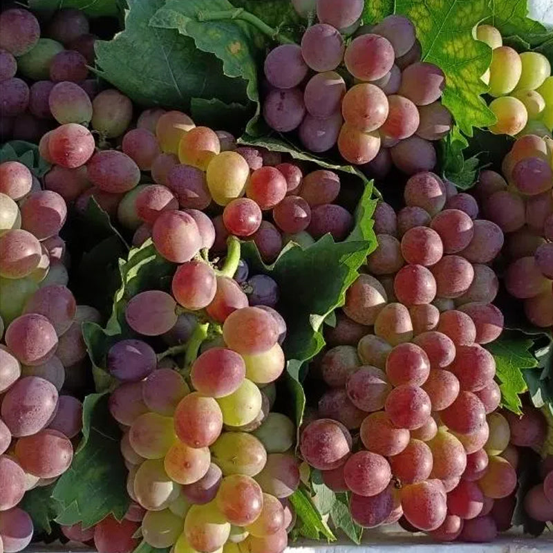 Midknight Beauty Grapes Seeds - Giant Rose (Rose scented)