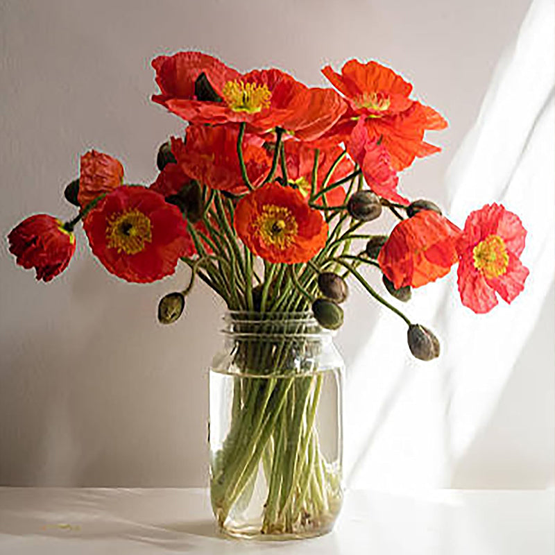 Red Flanders Poppies Flanders Poppy Seeds