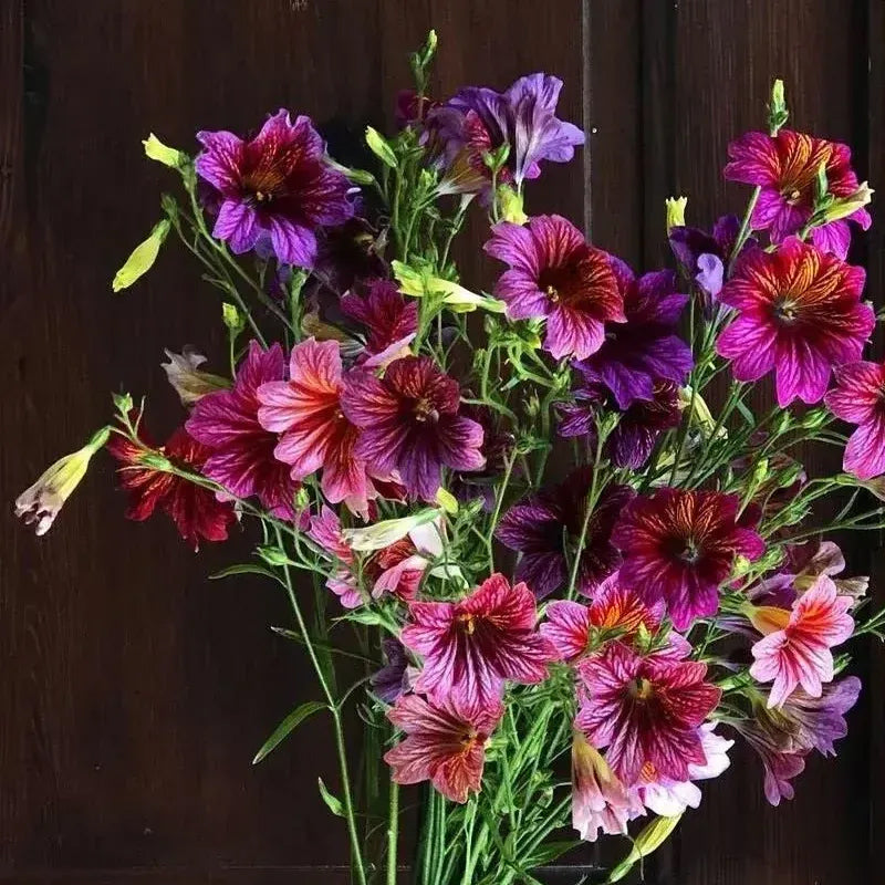 Semillas de gloria de la mañana chilena