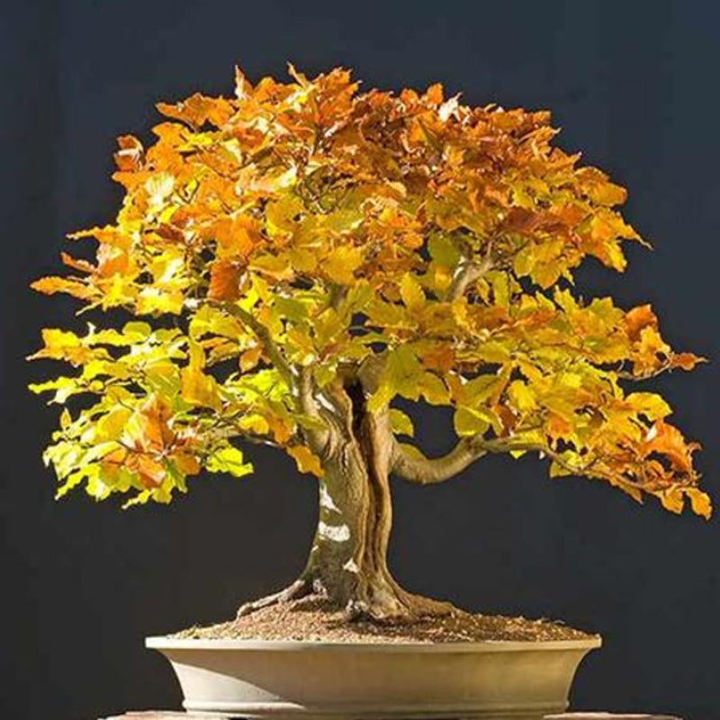 Semillas de arce tridente, árbol bonsái