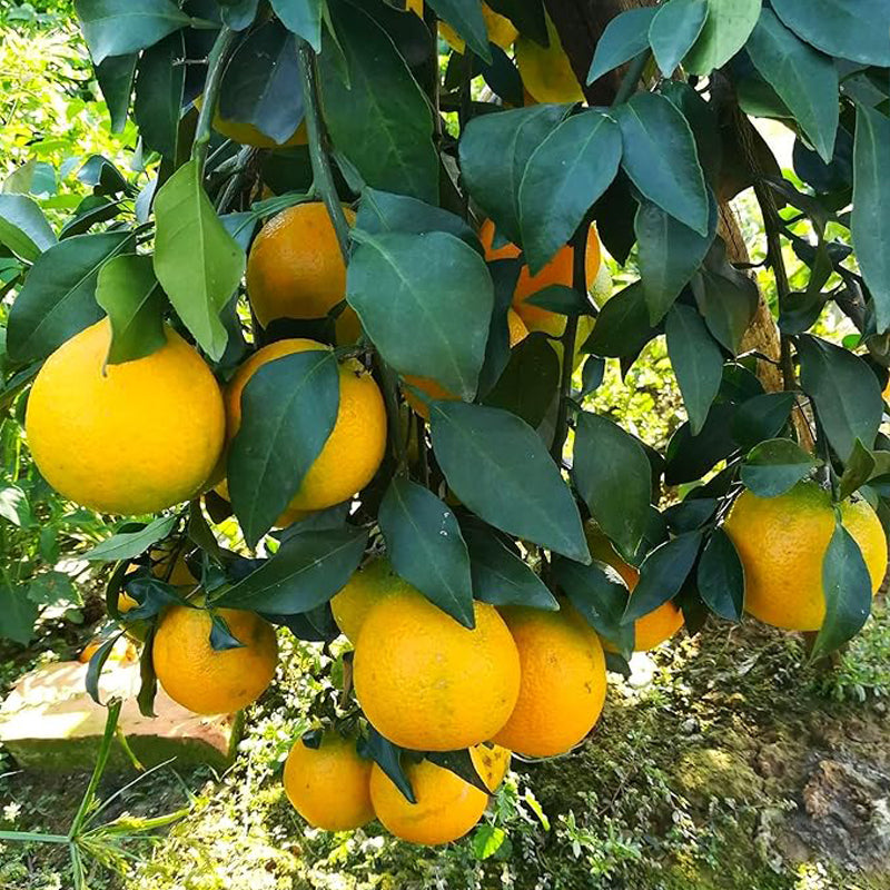 Dwarf Orange Seed for Planting Hardy Grow Fruit Bearing Bonsai