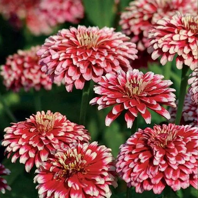 Semillas de zinnia dragón oculto