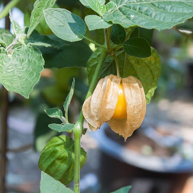 Semillas de la planta de fruta de uchuva perenne Physalis peruviana Uchuva