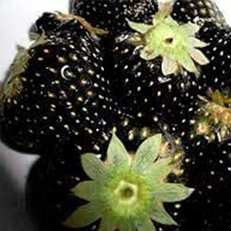 Black Strawberry Fruits Seeds