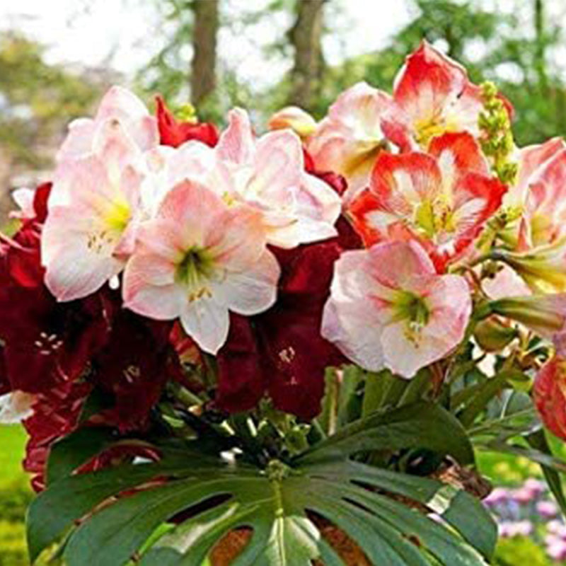 Amarilis de belleza rayada