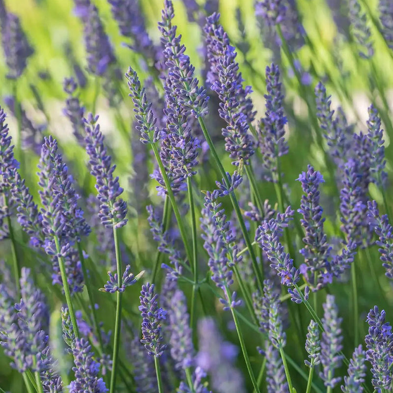Lavender, Sensational!