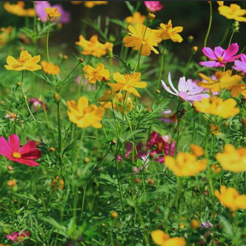 Mezcla de semillas para jardín de mariposas monarca
