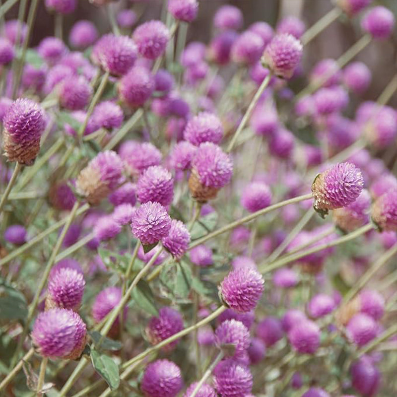Annual Rose Gomphrena Globosa Flower Seed for Planting