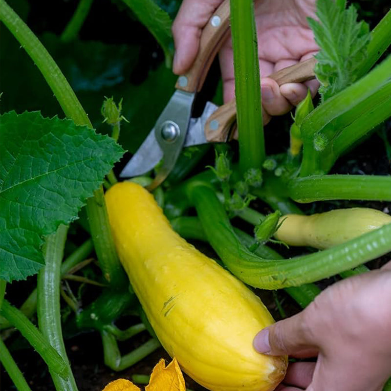 Saffron Summer Squash Seeds
