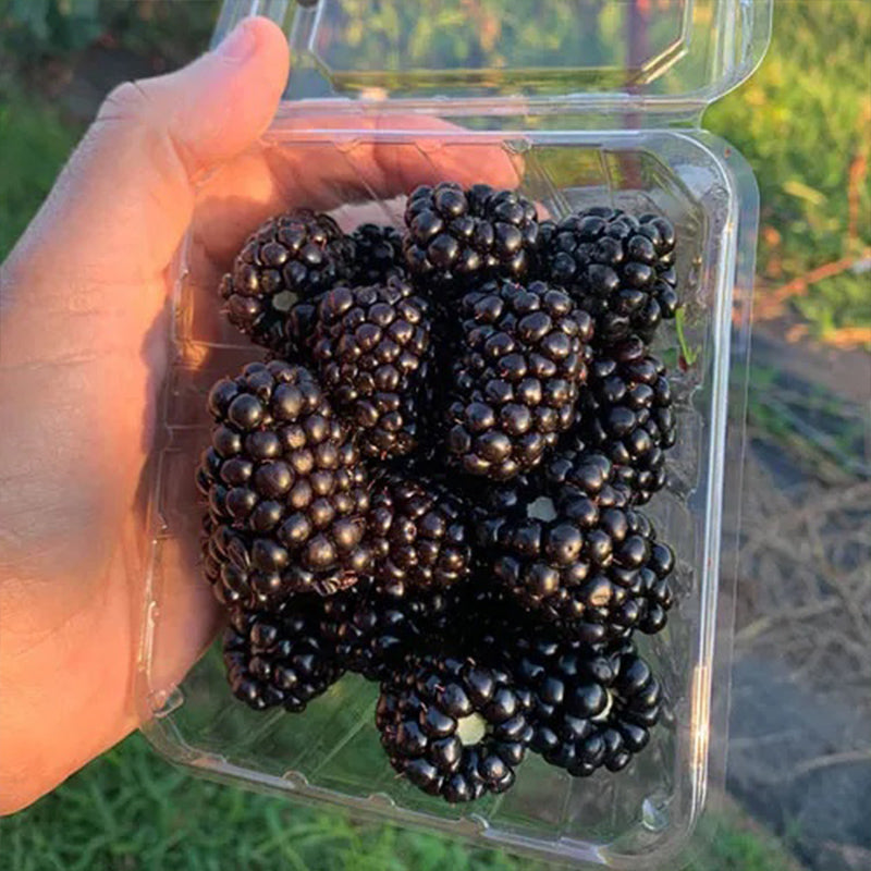 Sweet Giant Blackberry: Huge, Juicy Blackberries Await!