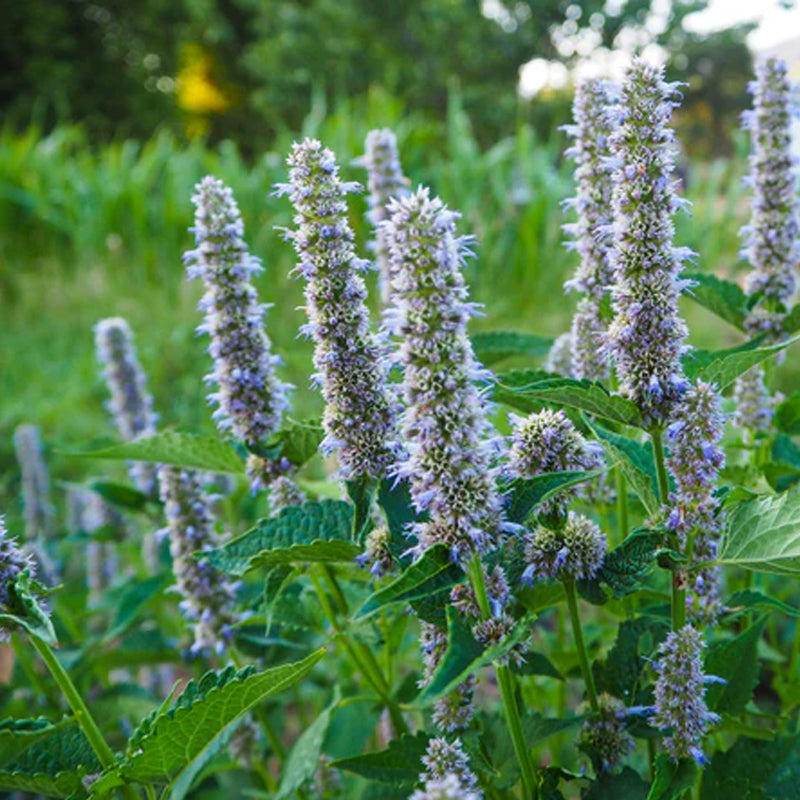 Regaliz y menta coreanos