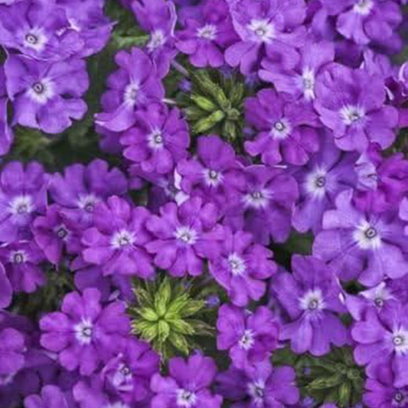 Moss Verbena Creeping Perennial Purple Flower