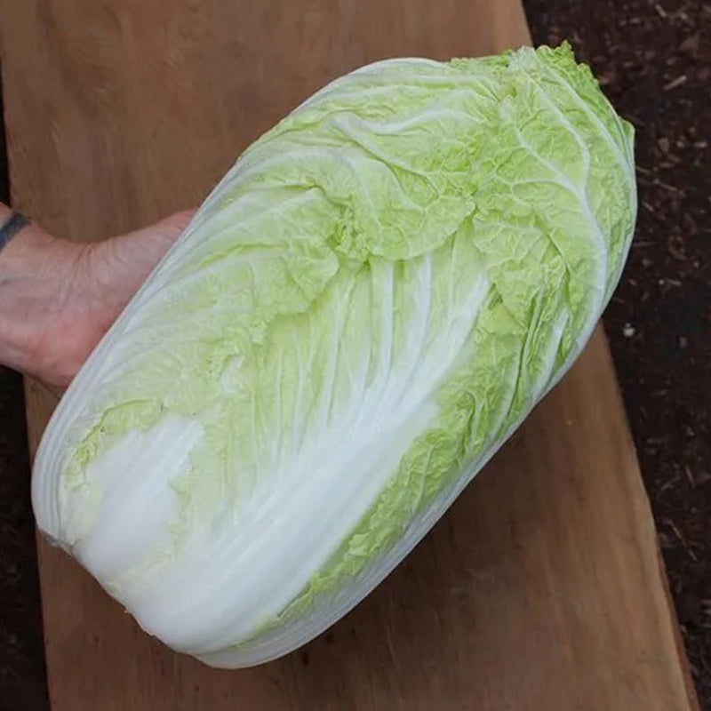 Cabbage Bilko F1 Organic