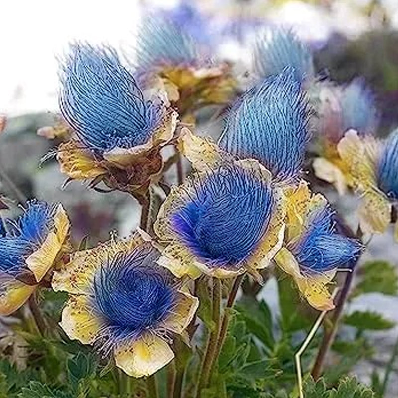 Flor de humo de pradera azul