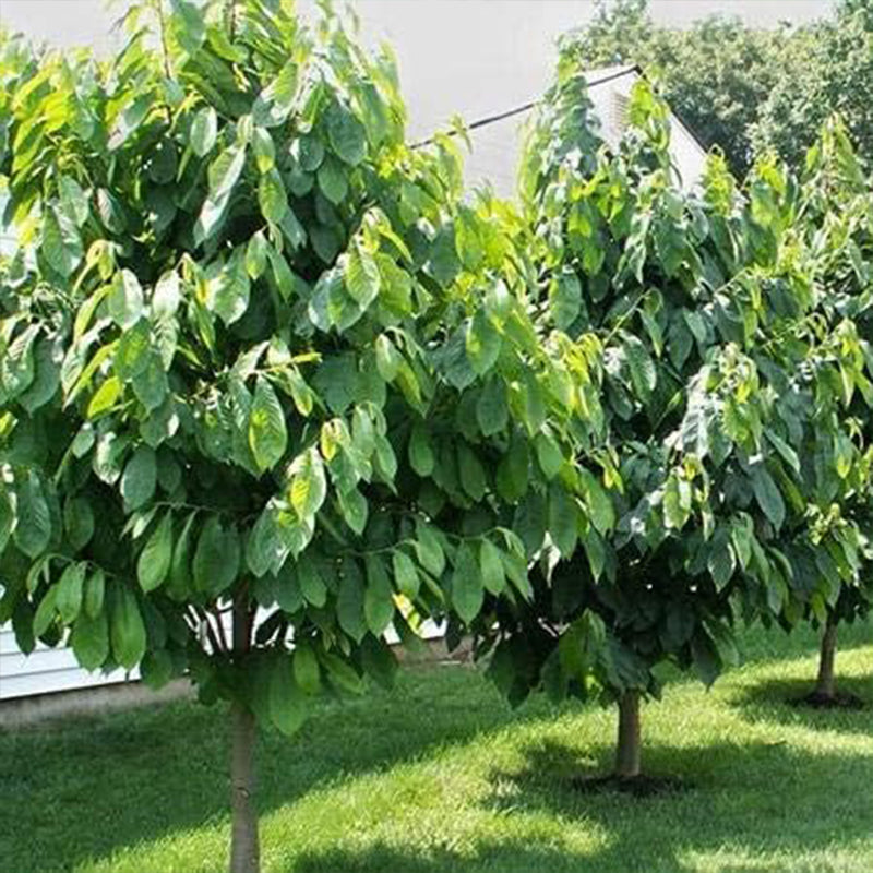 Semillas de árbol de papaya para plantar árboles frutales comestibles, divertido y fácil de cultivar su propia comida, semillas exóticas de árbol de papaya