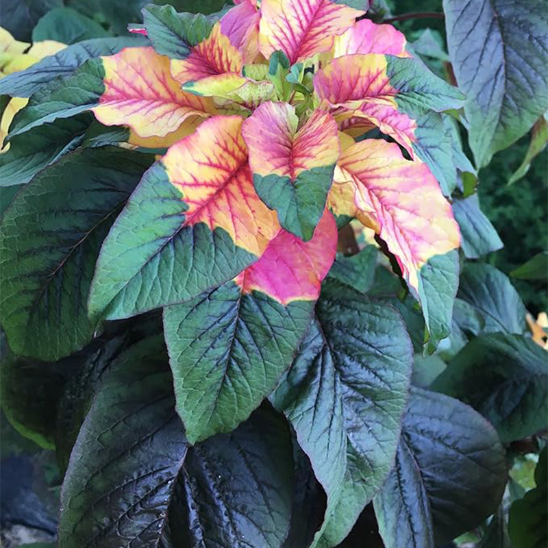 Amaranto de la capa de José Amaranto tricolor Flor de Pascua de verano