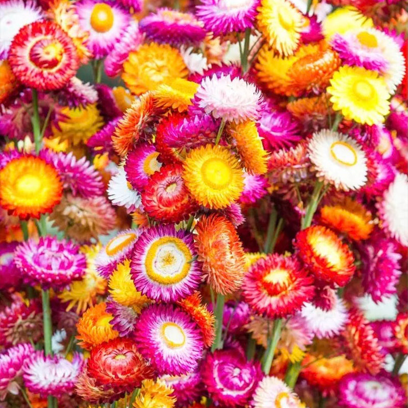 Semillas de flores de helicriso, margaritas perennes y flores de paja mixtas