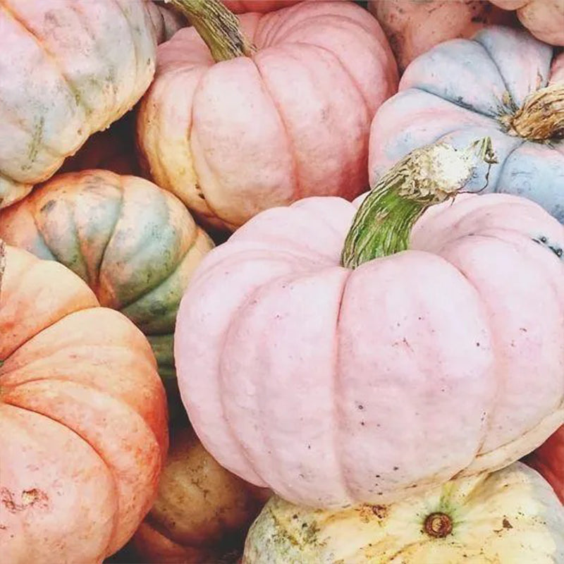 Semillas de calabaza rosadas